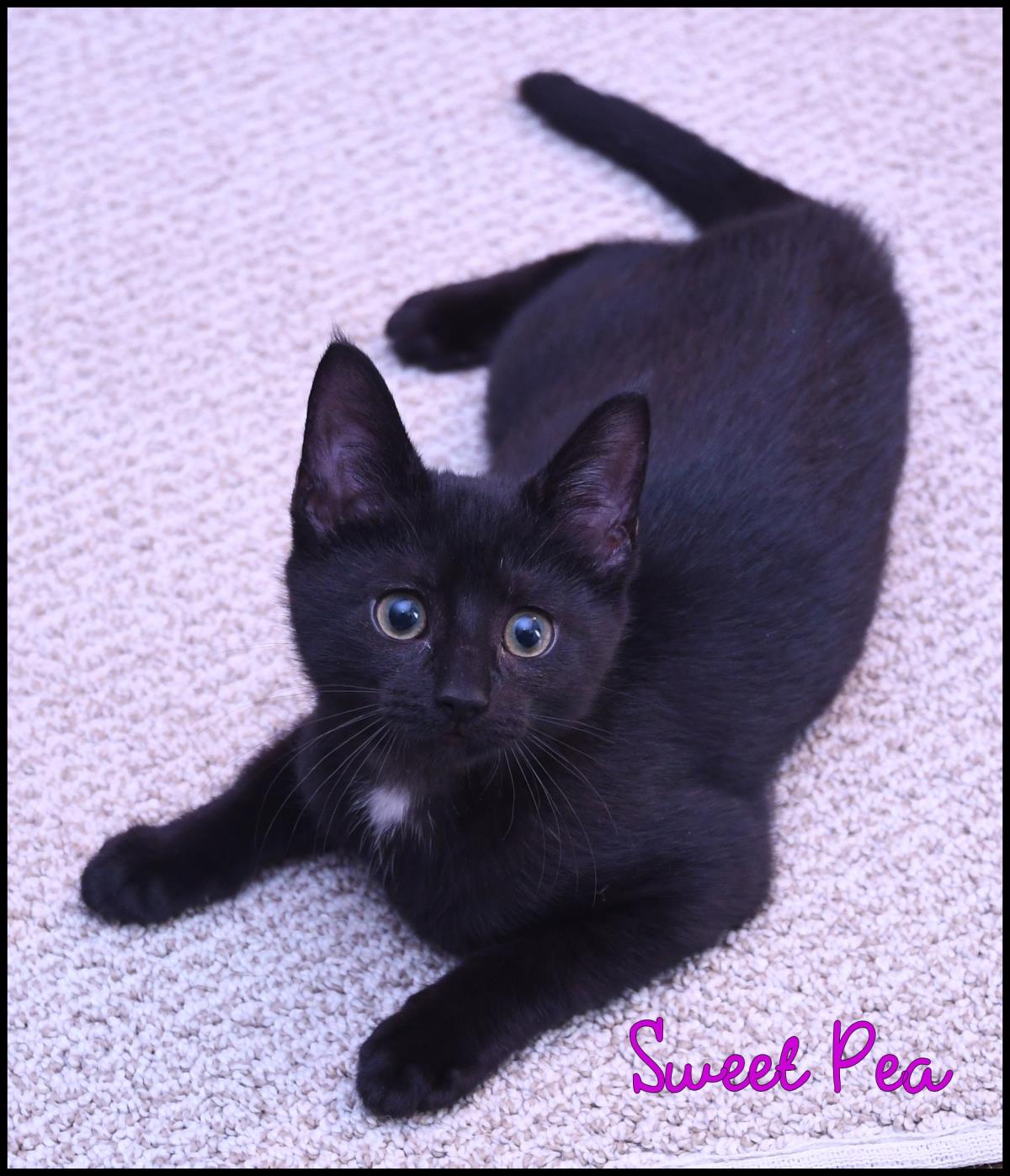 Sweet Pea