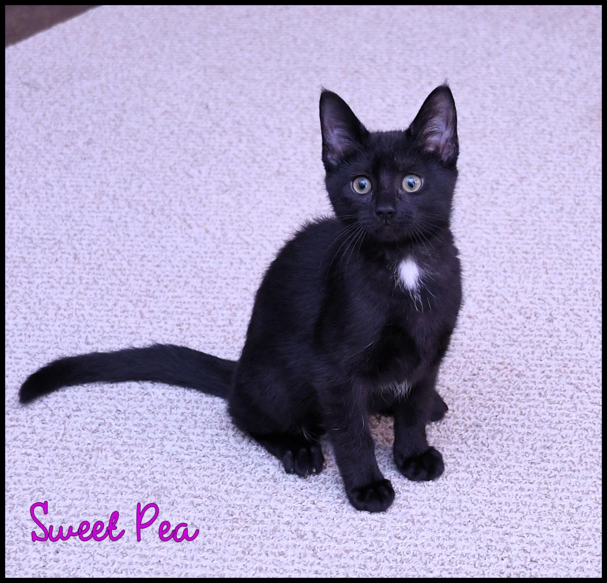 Sweet Pea