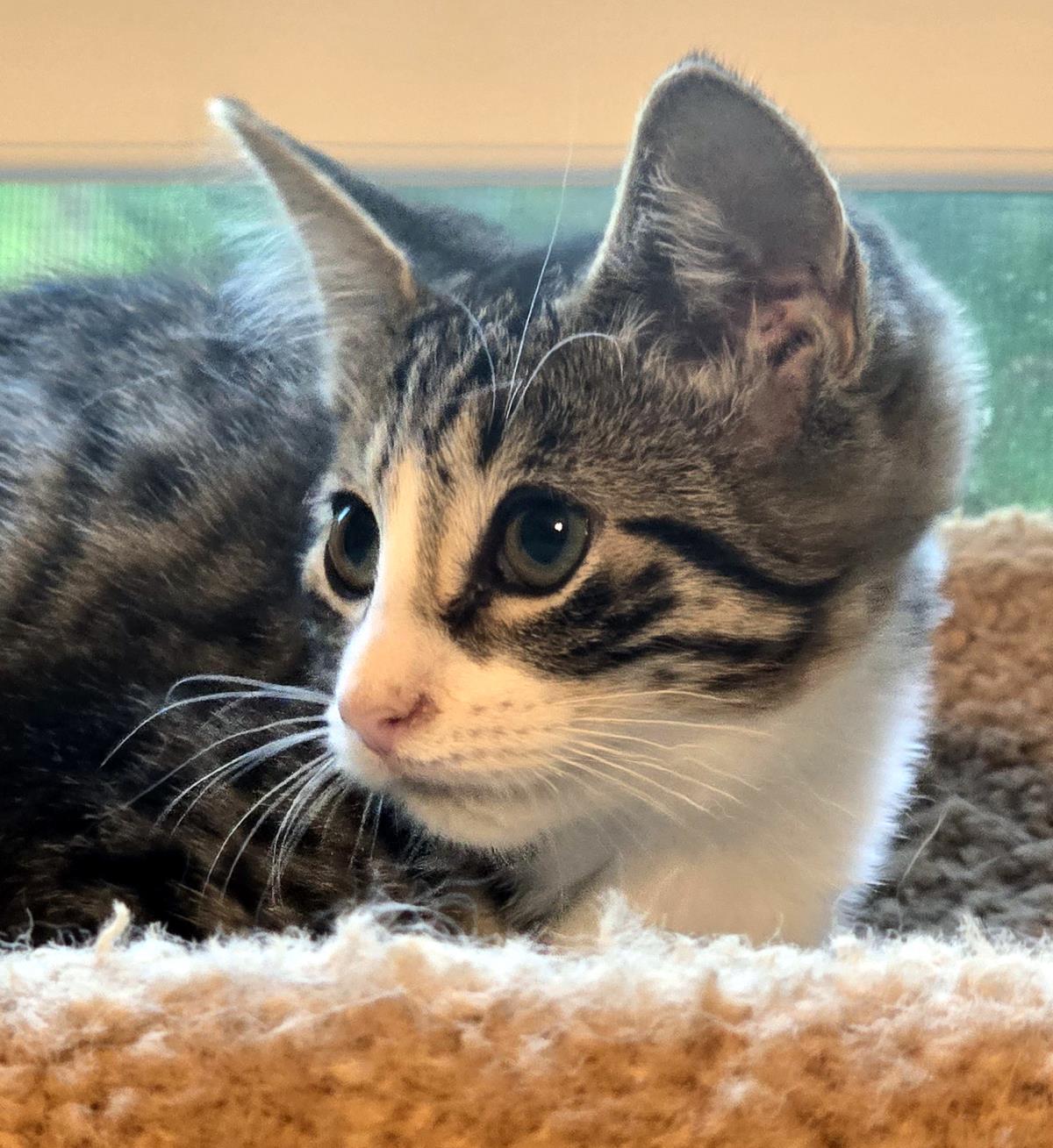Tony