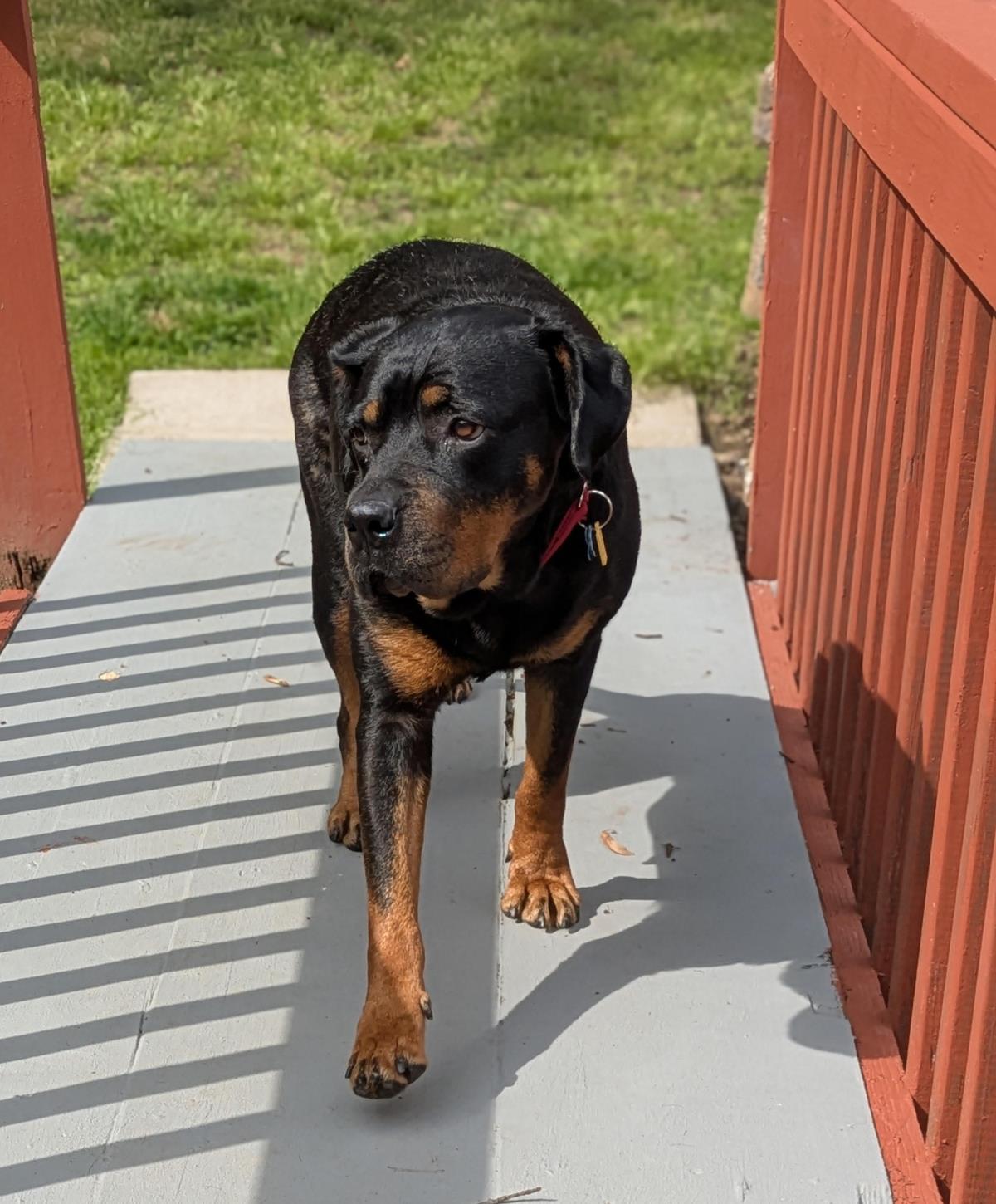 Josie