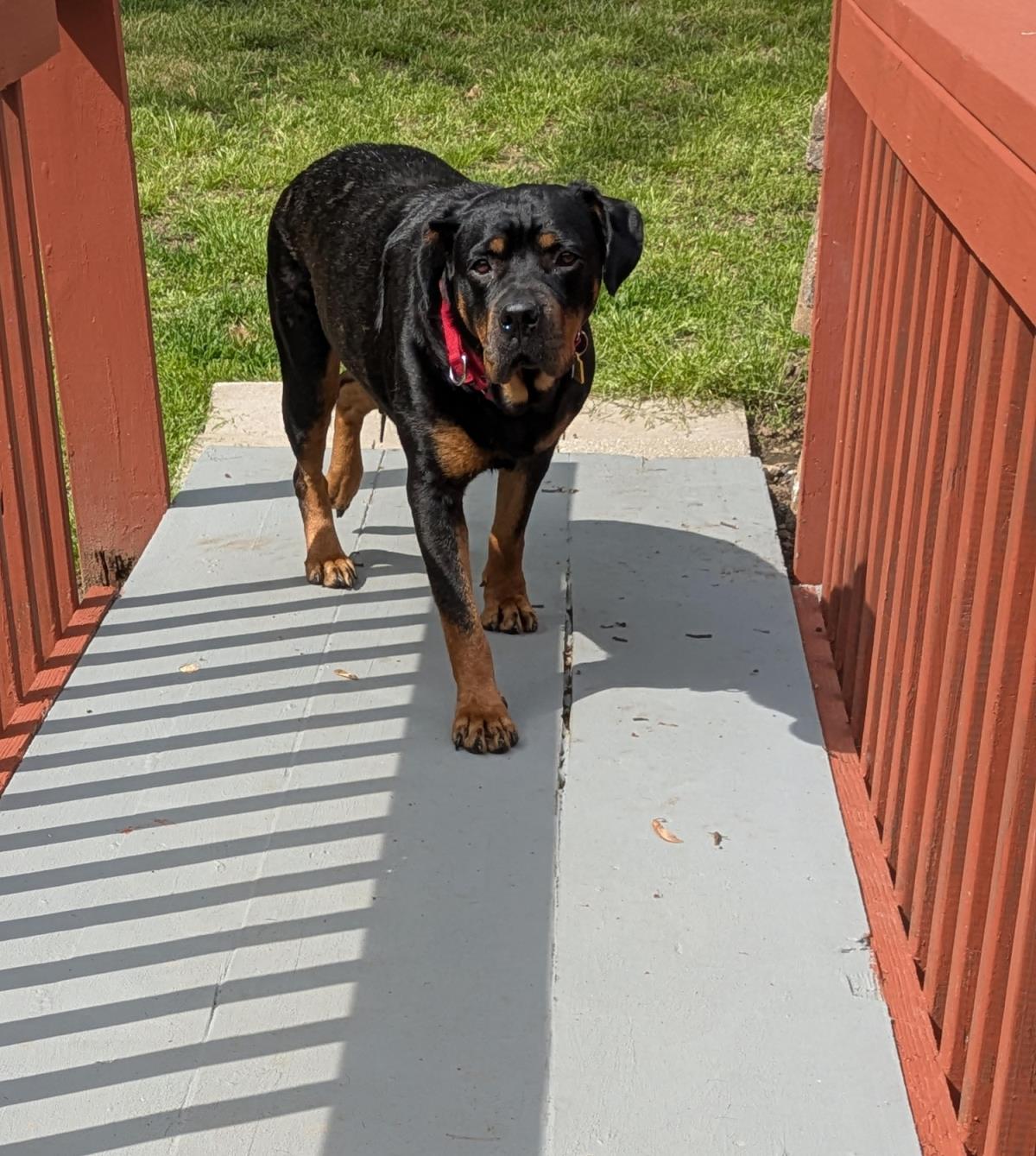 Josie