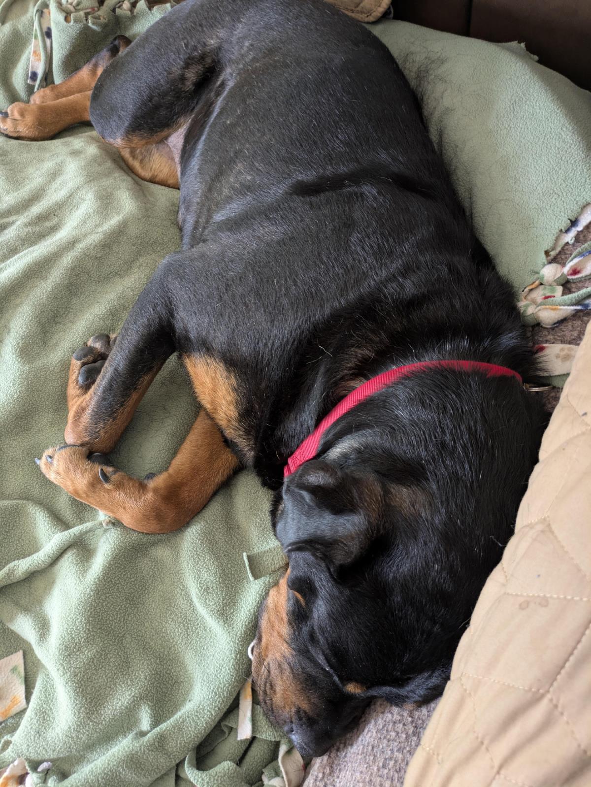 Josie